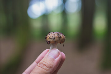 Small mushroom growing in the Sintra forest