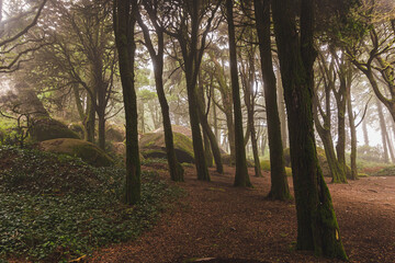 The mystical fog of the Sintra forest