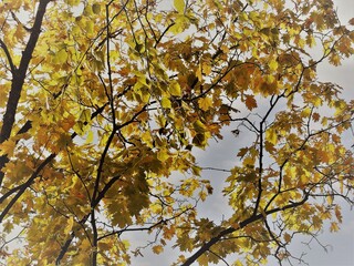 autumn leaves against blue sky