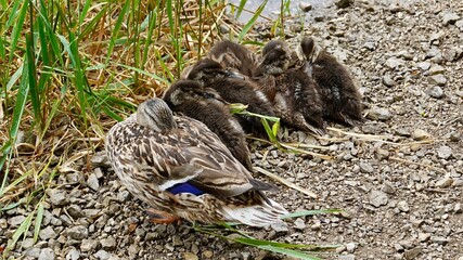 Enten und Entenküken an einem See