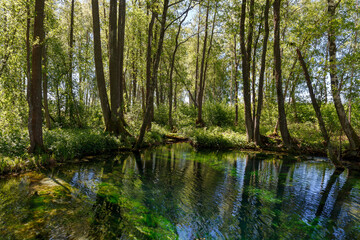 Obraz premium Emerald colored freshwater springs. Puhatu allikad (Sacred springs), Saaremaa, Estonia.
