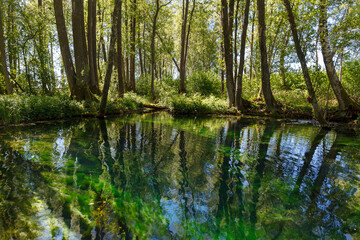 Fototapeta na wymiar Emerald colored freshwater springs. Puhatu allikad (Sacred springs), Saaremaa, Estonia.