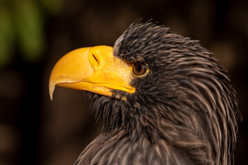 Adler