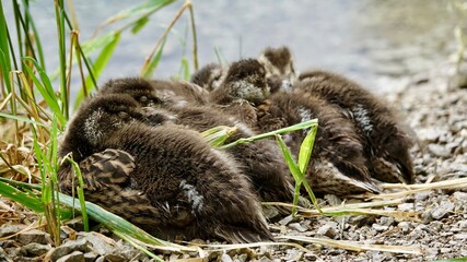 Enten und Entenküken an einem See