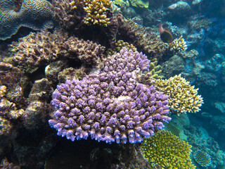 Great Barrier Reef - Queensland Australia
