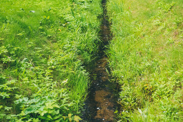 Natural flowing stream with fresh grasses.
