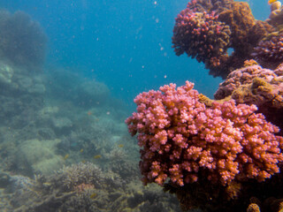 Great Barrier Reef - Queensland Australia