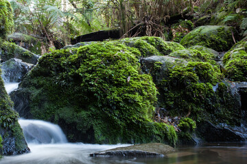 Fototapeta premium Sherbrooke falls in the Dandenong Ranges, Victoria Australia