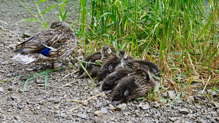 Enten und Entenküken an einem See
