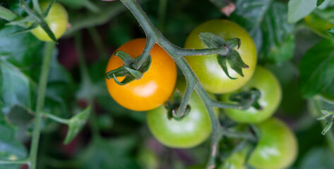 Yellow Tomatoes