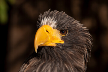 Adler