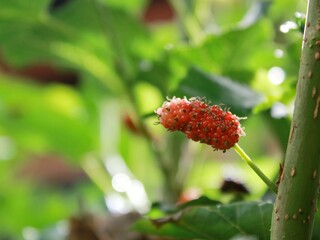 The happy mulberry child on the tree