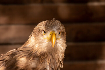 Adler