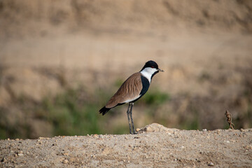 Spur-winged lapwing with blurry back ground