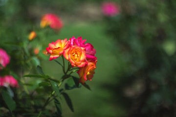 In the garden there is a rose Bush with yellow and pink flowers (tea rose, Rosa odorata). Selective and soft focus. Rose close-up in sunlight on a green blurry background with a copy of space.