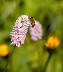 Macro of a honey bee (apis mellifera) on a meadow bistort (bistorta officinalis) blossom with blurred bokeh background; pesticide free environmental protection save the bees biodiversity concept;