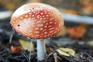 Close-Up Of Fly Agaric Mushroom in forest