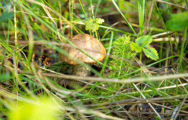 mushroom in the forest