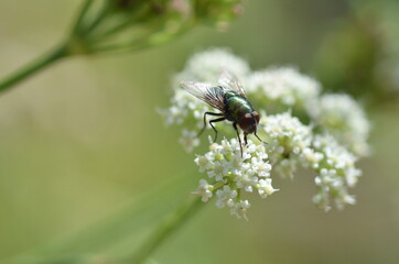 Schmeißfliege auf einer Liebstöckelblüte