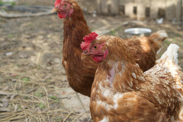A pair of pasture raised chickens peck for feed on the ground