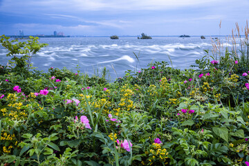 Flowers on the rapids of the Saint-Lawrence in Montreal