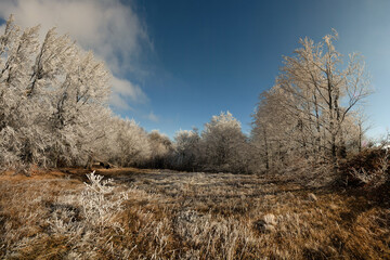 wind-frosty trees against the blue sky 