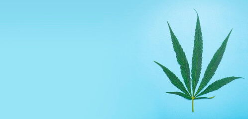 Cannabis (marijuana) leaves on a minimal blue banner background. Medical marijuana (hemp) and products from it.