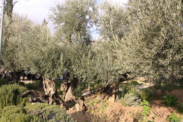 Ogrod oliwny - obrazy, fototapety, plakaty