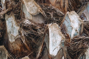 Texture background of palm tree bark, close-up.