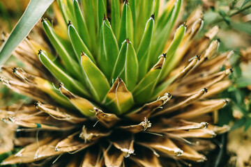 Fototapeta premium Agave plant in a botanical garden, close-up.
