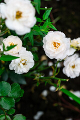 lovely blooming white roses in the garden