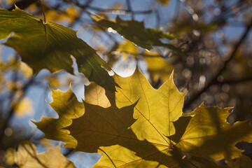 Autumn maple leaves against the blue sky and bright sun.