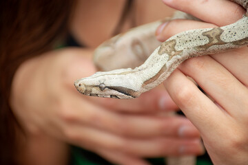 piton snake on the stone