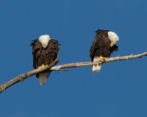 A pair of Bald Eagles preen their feathers.