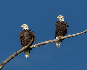 A pair of Bald Eagles look around with their heads perfectly synchronized to point in the same direction.