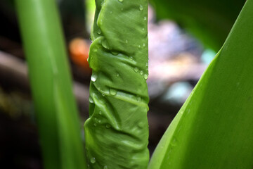 Obraz premium green leaf with water drops, New green taro leaf growing from corm, New unripe elephant-ear leave.