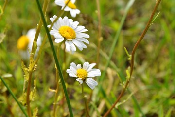 Beautiful wild camomile flowers, selective focus. Blooming meadow with organic medicinal herbs. chamomile blooms on a wild field