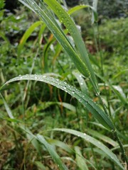 dew on grass