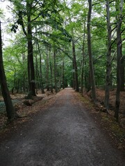 Obraz premium path in the woods