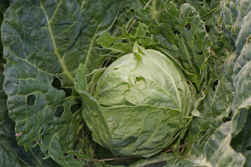 a head of cabbage in a garden bed with holes eaten by caterpillars