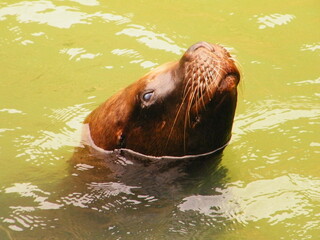 hippopotamus in water