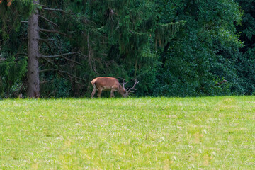 Hirsch auf einer Lichtung im Wald frisst Gras