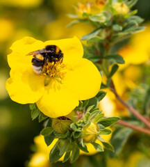 Macro of a bumble bee (bombus) on a potentilla fruticosa blossom with blurred bokeh background;...