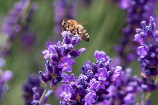 Macro of a honey bee (apis mellifera) on a lavender (lavandula angustifolia) blossom with blurred bokeh background; pesticide free environmental protection save the bees biodiversity concept;