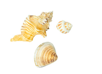 Different kinds of seashell on white background. Isolated close up image with clipping path around seashells.