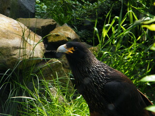 black tailed eagle