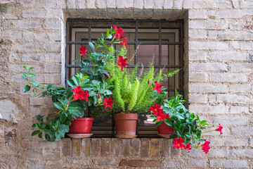 Fototapeta na wymiar window with red flowers outside the window. Toscany Italy 