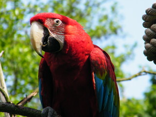 red and yellow macaw