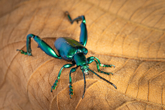 Closeup Sagra longicollis. Macro shot of green bug.