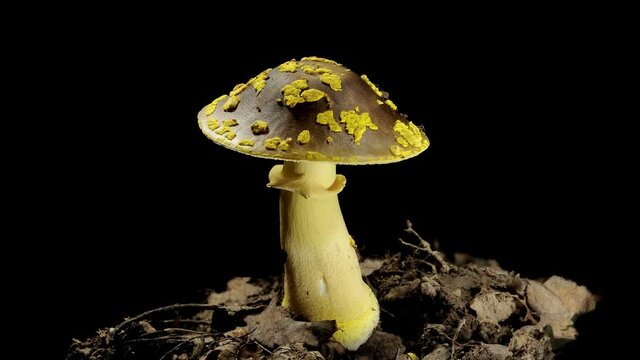 A timelapse of the mushroom  Amanita pantherina. Isolated on black  background.